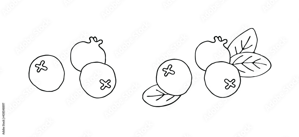 Сranberries. Hand drawn vector illustration on a white background. Сranberries. Hand drawn vector illustration on a white background.