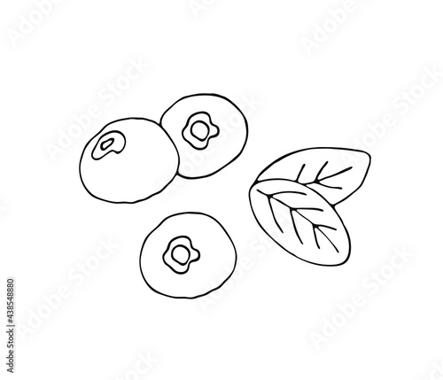 Logo. Blueberry. Hand drawn vector illustration on a white background. For recipe, vegan menu, organic shop, textil clipart. 