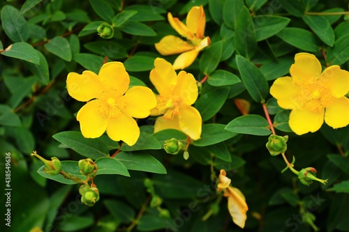  Hypericum patulum  yellow flower -                                       