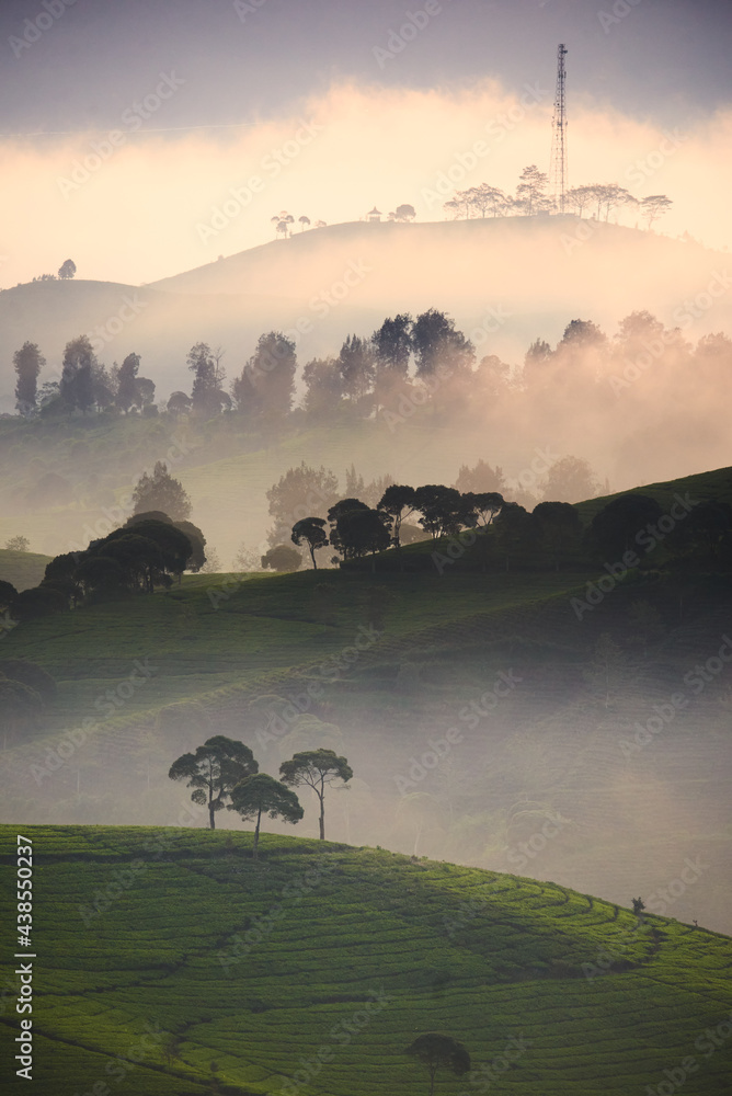 Beautiful view of cukul tea plantation located in West Java, Indonesia.