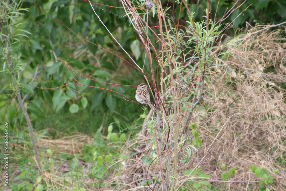 Little Bird In The Tree, Pylypow Wetlands, Edmonton, Alberta