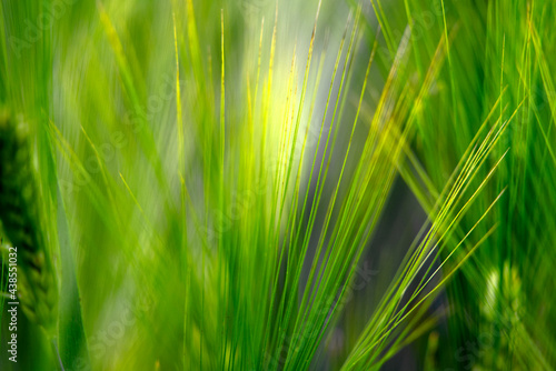 Close-up of green grain field at summer with blurred background. Photo taken June 9th, 2021, Eglisau, Switzerland.