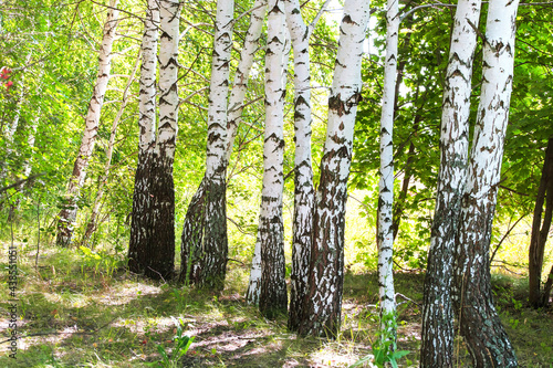 Ecology. Birch grove in summer on a sunny day in nice warm weather