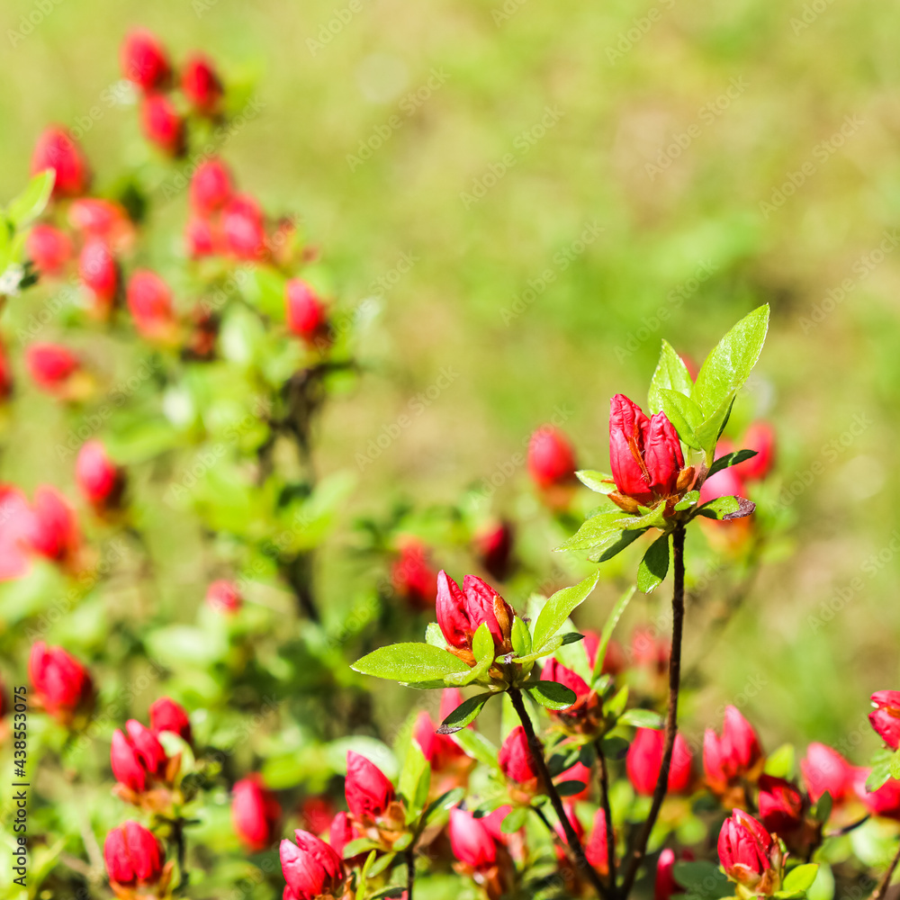 Blooming red azalea flowers and buds in the spring garden. Gardening concept. Floral background Blooming red azalea flowers and buds in the spring garden. Gardening concept. Floral background