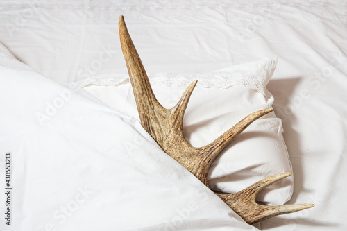 The horns lie on a pillow and are covered with a blanket. Adultery concept.