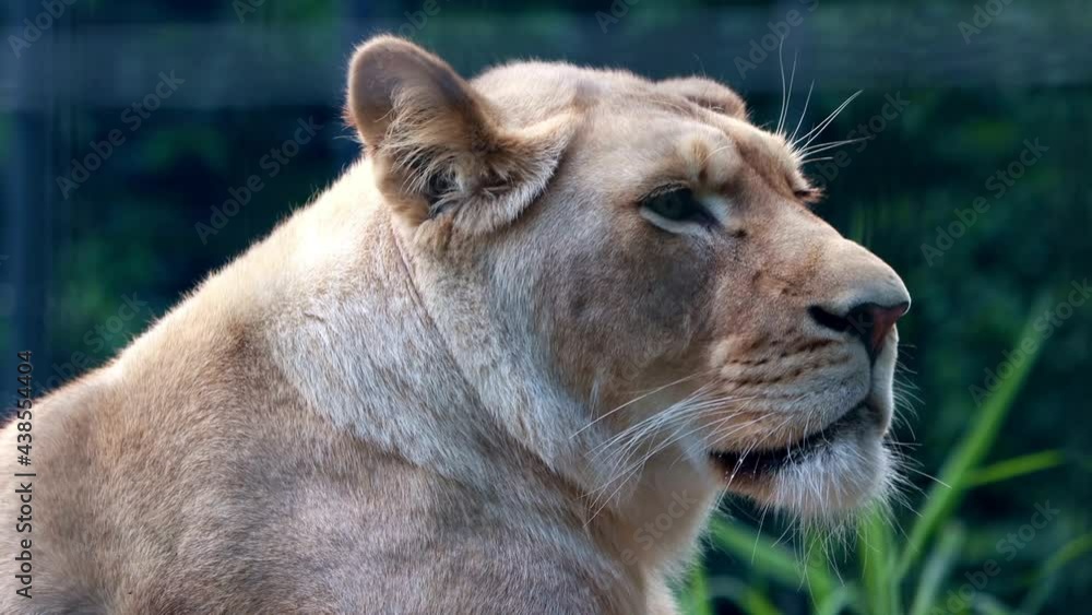 portrait of a female lion
portrait of a female lion