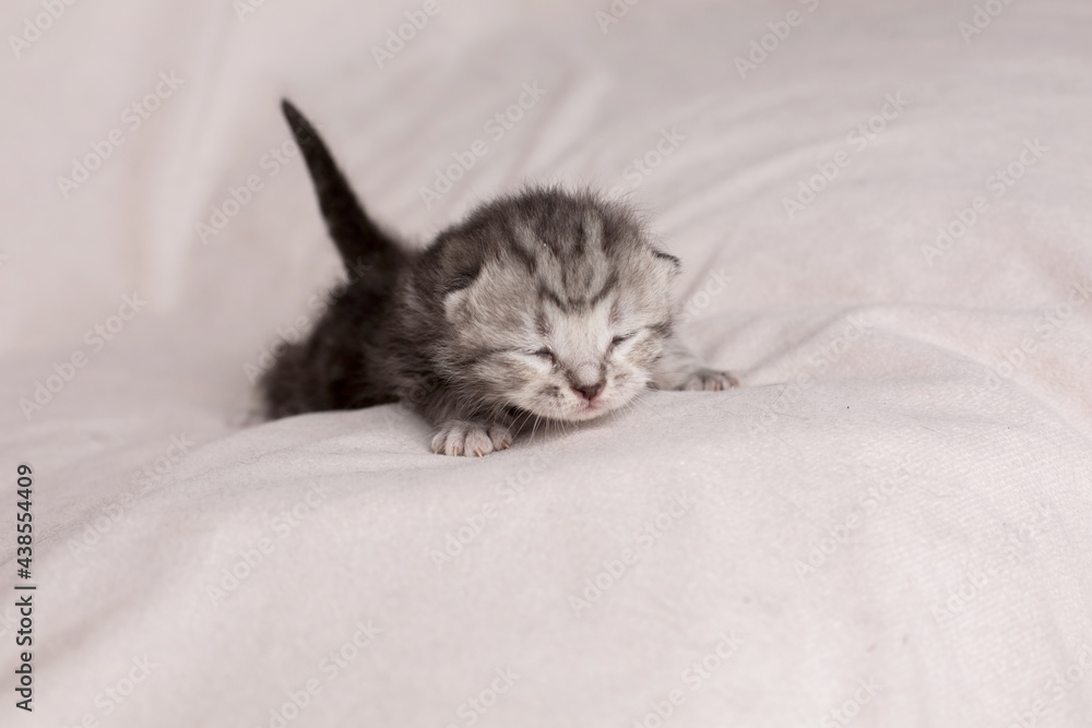 small kitten on a light background

