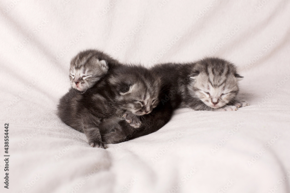 three little kittens sleeping on a light background
