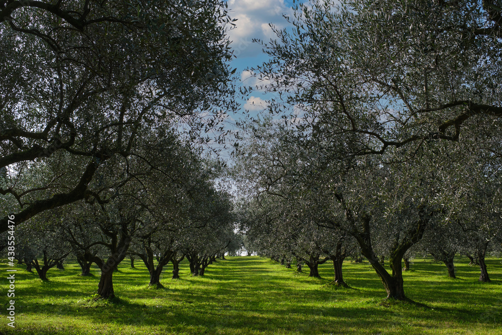 Traditional plantation of olive trees in Italy. Trees in a row. Ripe olive plantations. Plantation of vegetable trees. Olive tree plantation. Clouds in the blue sky. Traditional plantation of olive trees in Italy. Trees in a row. Ripe olive plantations. Plantation of vegetable trees. Olive tree plantation. Clouds in the blue sky.