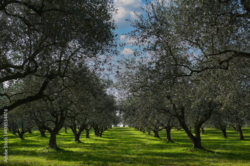 Traditional plantation of olive trees in Italy. Trees in a row. Ripe olive plantations. Plantation of vegetable trees. Olive tree plantation. Clouds in the blue sky.