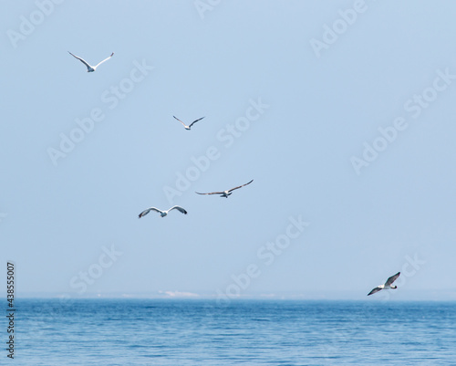 Canvas Print birds seagulls on a background of blue sky