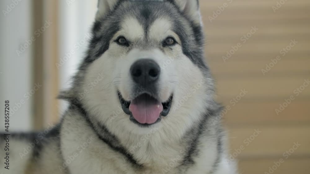 Slow motion close up of an alaskan malamute yawning Slow motion close up of an alaskan malamute yawning