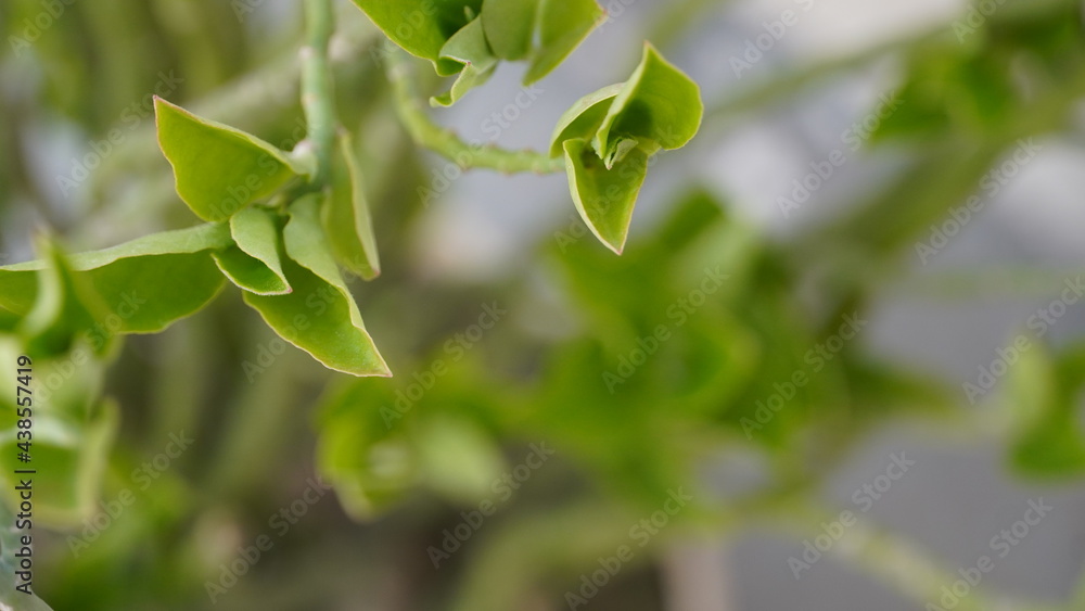 green leaf image in plant