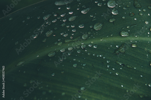 Close up of water droplets nestled on a leaf after the rain