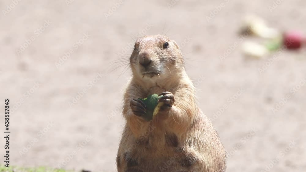Prairie dog eats vegetable Food, Cynomys, zoom in
Prairie dog eats vegetable Food, Cynomys, zoom in