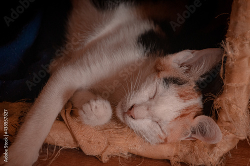 Close up of a cute calico kitten sleeping peacefully at home © MarieXMartin