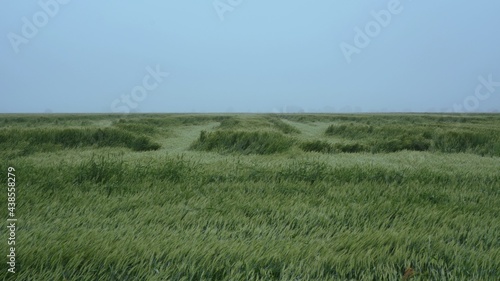 Wheat field after a strong hurricane. Consequences of heavy rains. A spoiled wheat crop. Ears of wheat lying on the ground.