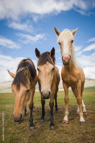 Fototapeta Naklejka Na Ścianę i Meble -  Portrait of three beautiful haflinger horses in the Pian Grande, national park of Monti Sibillini, Umbria
