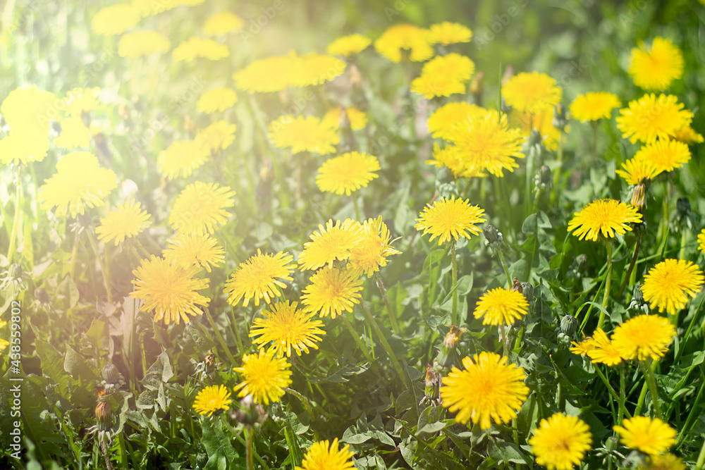 Field of yellow dandelions in sunlight. Soft focus in the rays of the setting sun Field of yellow dandelions in sunlight. Soft focus in the rays of the setting sun
