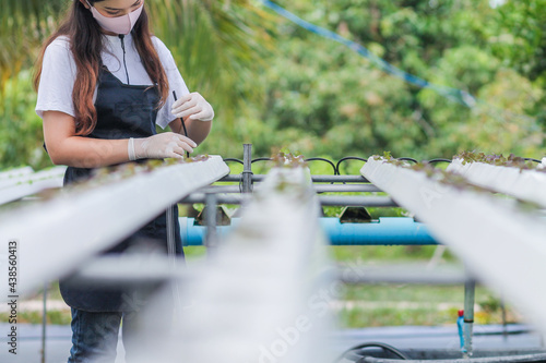 Young farmers are monitoring the hydroponic water system and nutrients in order to control the quality of organic vegetables to grow well, and growing with the hydroponic system makes quality organic photo