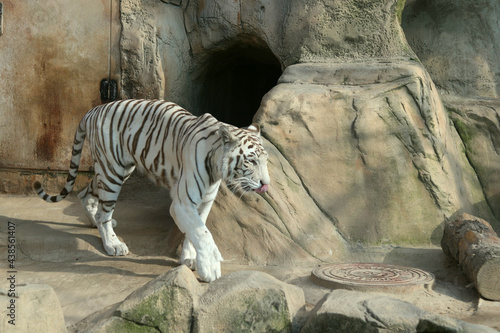 Fototapeta Naklejka Na Ścianę i Meble -  A white tiger walks through its territory at the zoo
