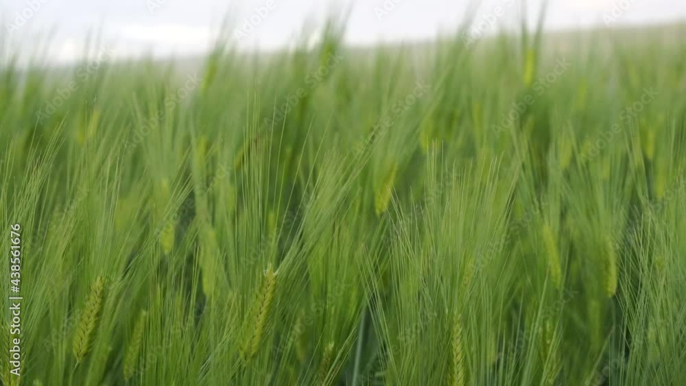 Green ears of rye and wheat sway in the light wind. Agriculture, agro culture concept. Green ears of rye and wheat sway in the light wind. Agriculture, agro culture concept.
