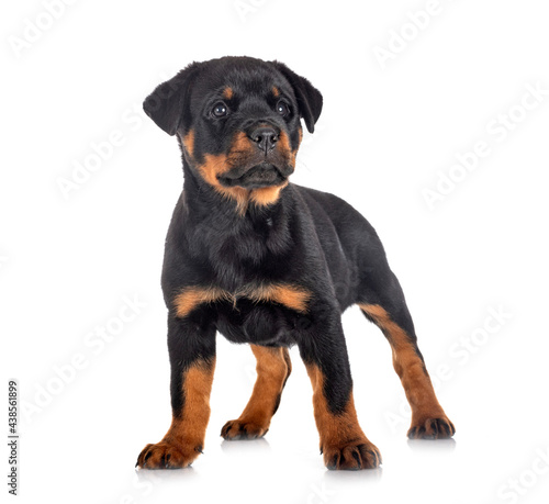 puppy rottweiler in studio