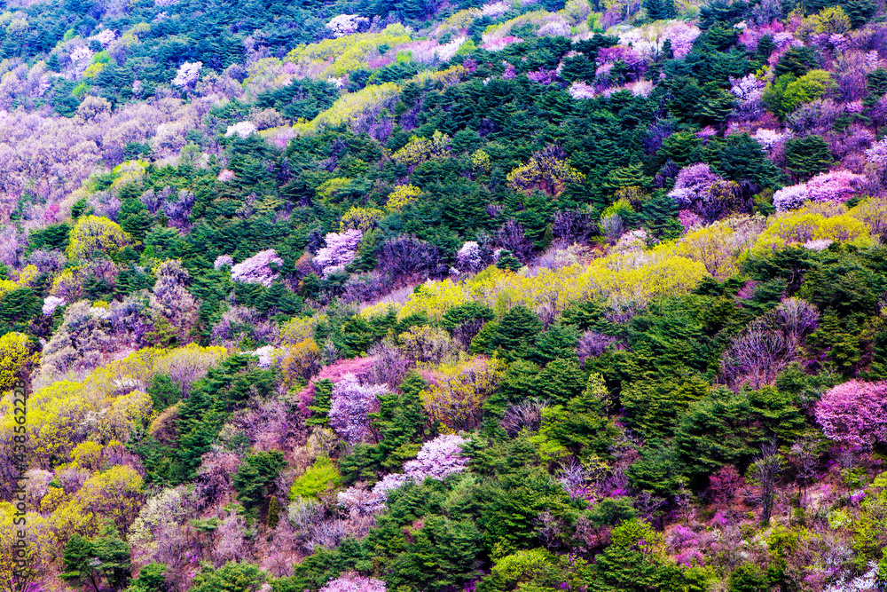 Obraz premium 진달래