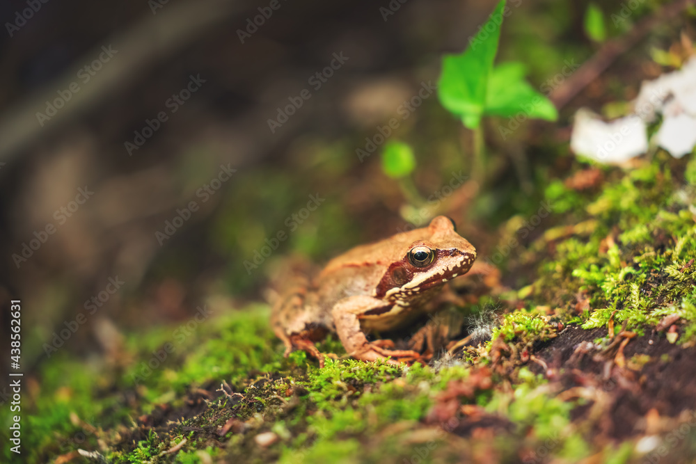 Brown frog near lake in rainforest, close up shot Brown frog near lake in rainforest, close up shot