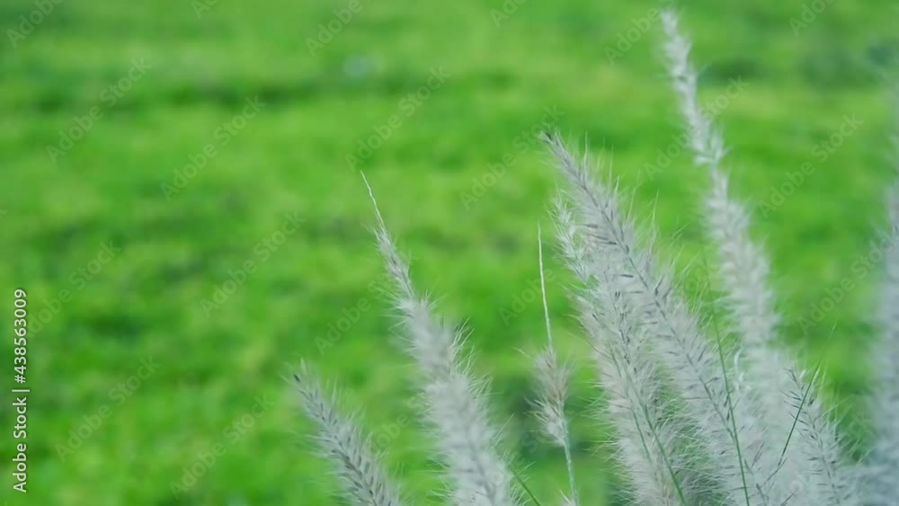 Beautiful White grass flowers sway in the wind green field background Beautiful White grass flowers sway in the wind green field background