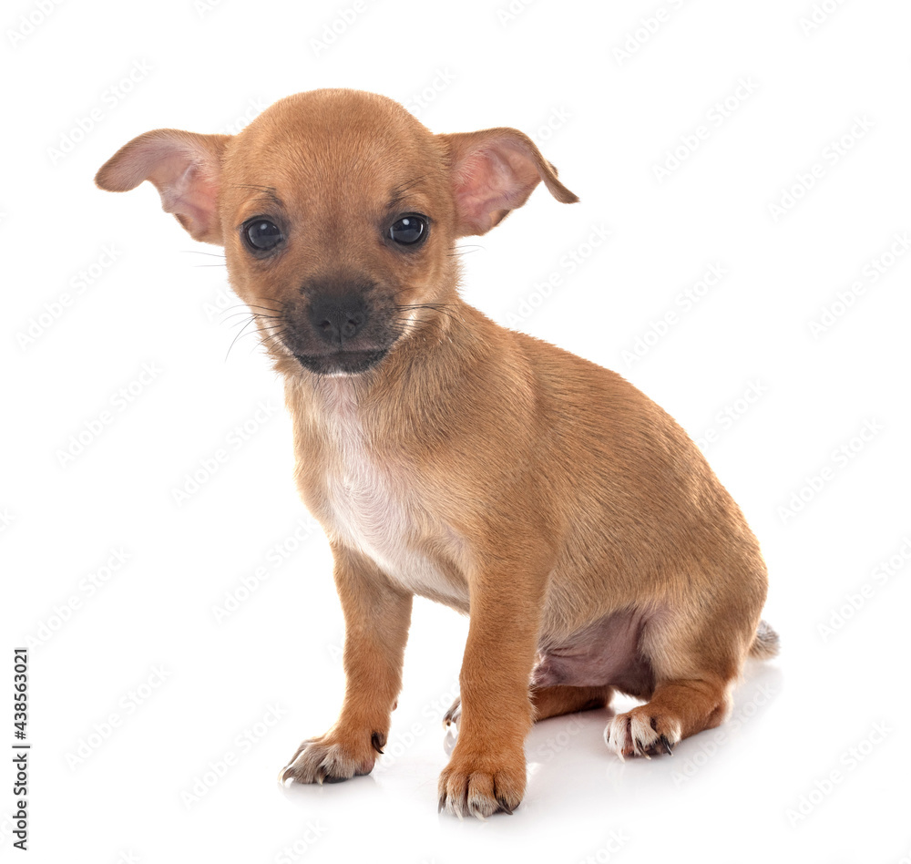 chihuahua in studio chihuahua in studio
