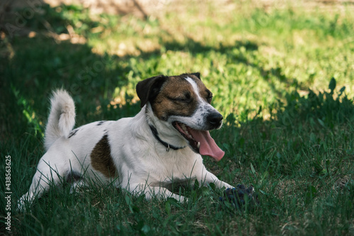 dog jack russell terrier sitting on lawn with tongue lit outdoor © Руслан Галиуллин