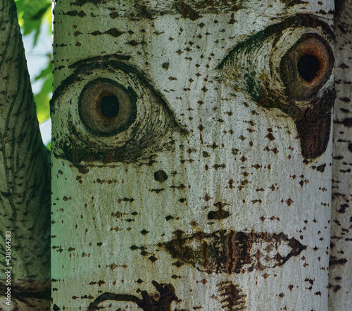 Close-up view of a tree bark (with a face). photo