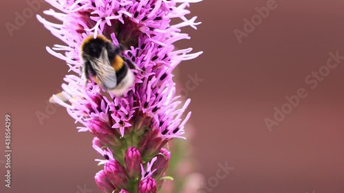 bumble bee macro on pink flower
