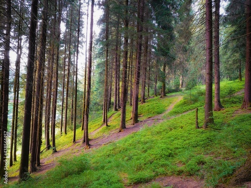 Green summer forest. Sunset in the forest. Natural parkland. Pine and fir trees. Dense old woods. Beautiful nature. 