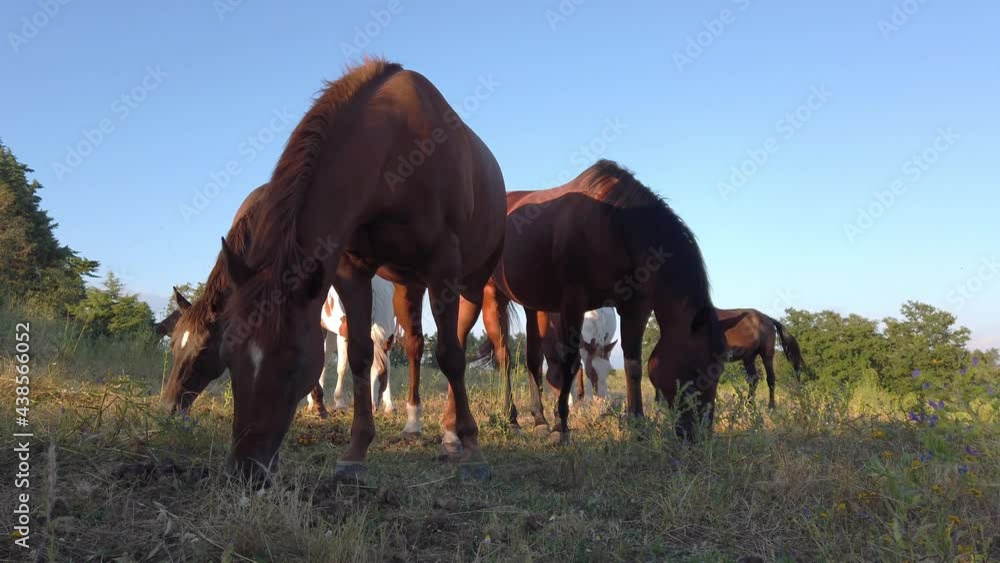 Amazing countryside landscape with free grazing horses in nature -
horses eat grass in freedom Amazing countryside landscape with free grazing horses in nature -
horses eat grass in freedom