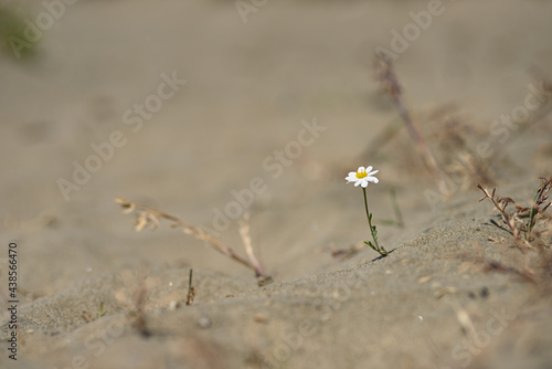 Daisy flower surviving on a sand desert © alessandrozocc