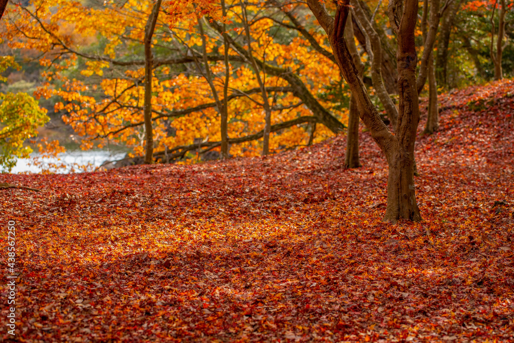 木々の紅葉と落葉 木々の紅葉と落葉