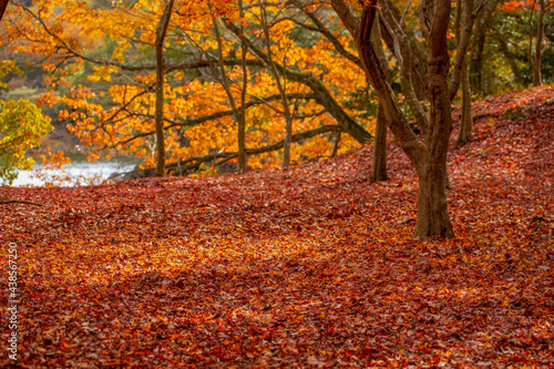 木々の紅葉と落葉