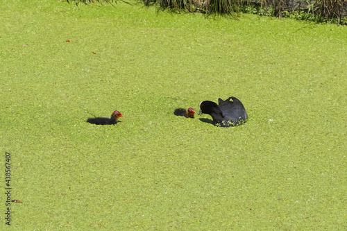 Common coot (Fulica atra) with two young coots swimming in the ditch covered with duckweed. Spring, June, Netherlands.