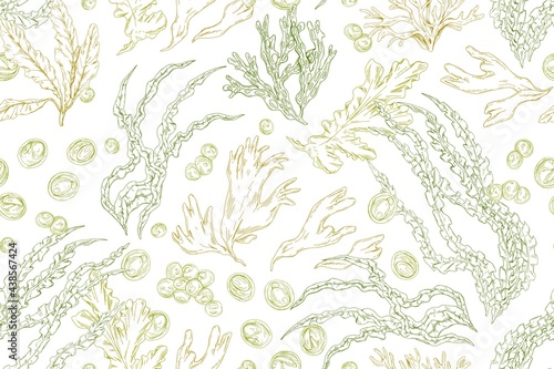 Seamless pattern with contoured seaweeds on white background. Vintage repeatable texture with different edible sea algae. Hand-drawn botanical vector illustration of underwater plants for printing