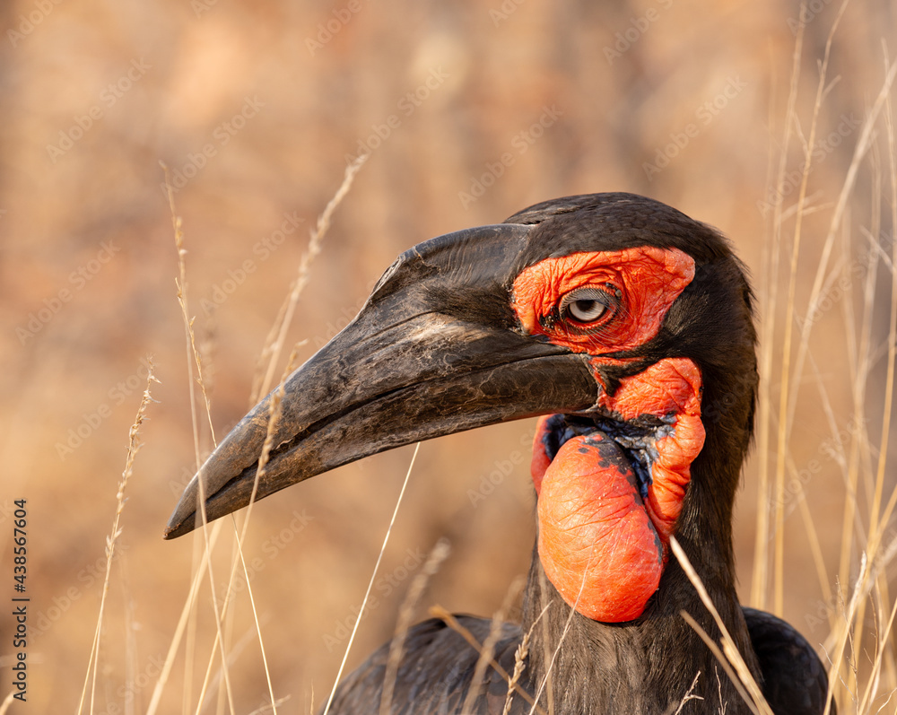 Fototapeta premium Birds of Kruger Park, South Africa Southern ground hornbill