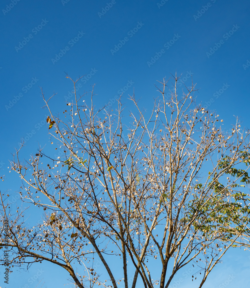 Clear blue sky and dry branches leaves, natural background Clear blue sky and dry branches leaves, natural background
