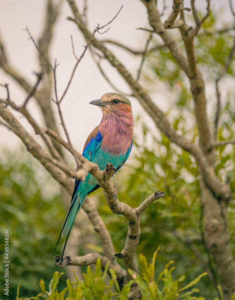 Fototapeta premium Birds of Kruger Park, South Africa Lilac-breasted roller