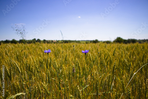 Bleuets dans un champ de céréales