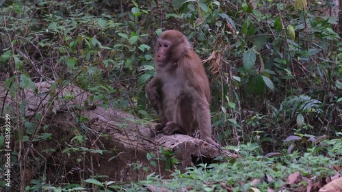 Assamese Macaque, Macaca assamensis, male, Phu Khiao Wildlife Sanctuary; found sitting on a log looking to its right then faces towards its front while holding on the log. photo