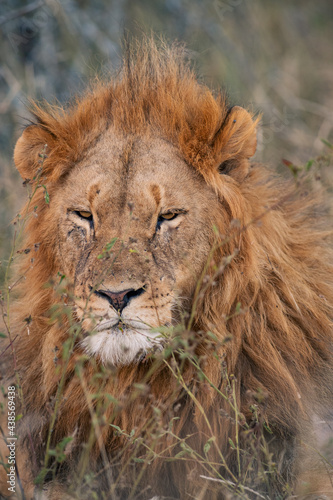 Lion portrait and close up Greater Kruger Park  South Africa 