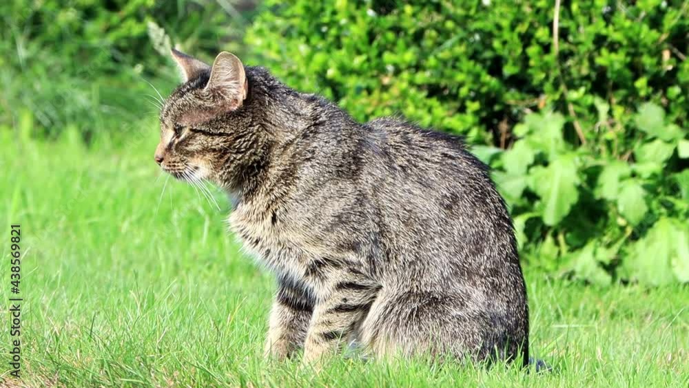 tabby cat in green grass
tabby cat in green grass
