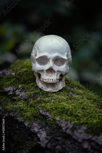 Human skull on moss, natural forest background. Black magic esoteric ritual. Mysticism, divination, wicca, occultism, Witchcraft concept