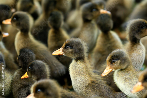 A closeup shot of many ducklings together
